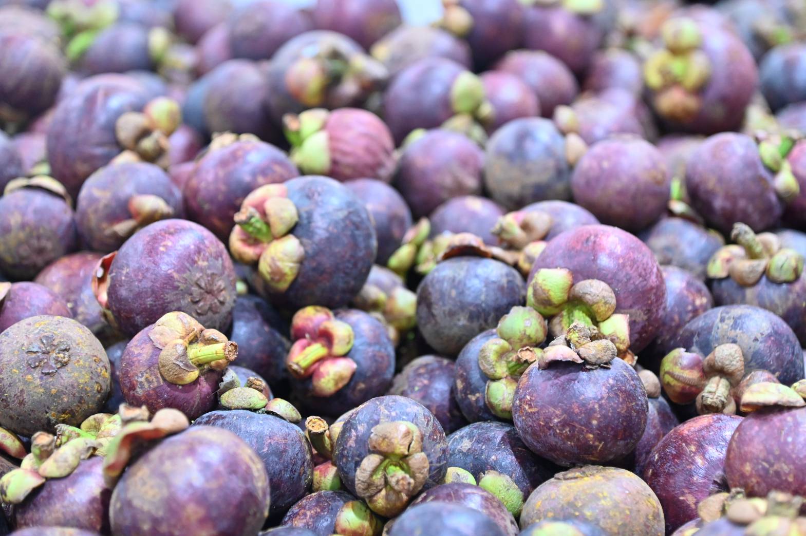 DIT เปิดเทศกาล “Thailand - The Land of Tropical Fruits”