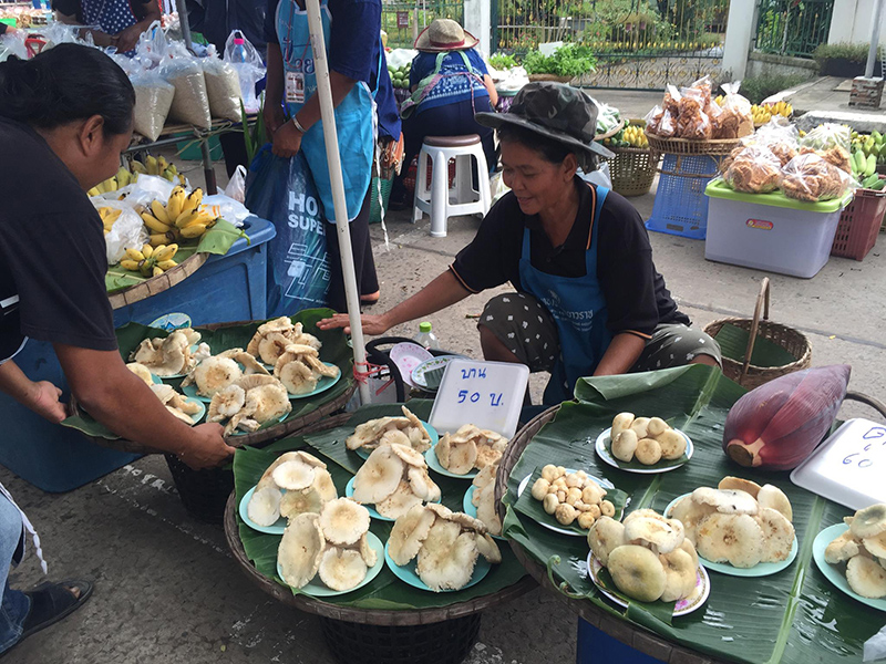 45912_ร้านขายเห็ด บนถนน.jpg