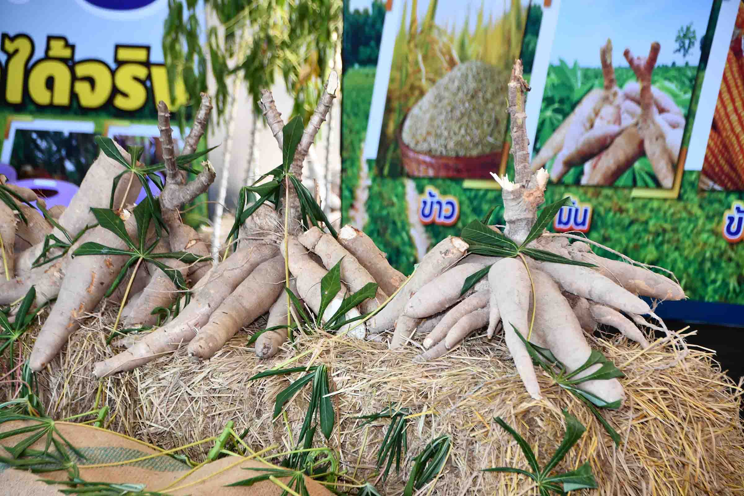 อธิบดีร่วมลงพื้นที่ติดตามโครงการประกันรายได้เกษตรกรผู้ปลูกข้าว มันสำปะหลัง และข้าวโพดเลี้ยงสัตว์