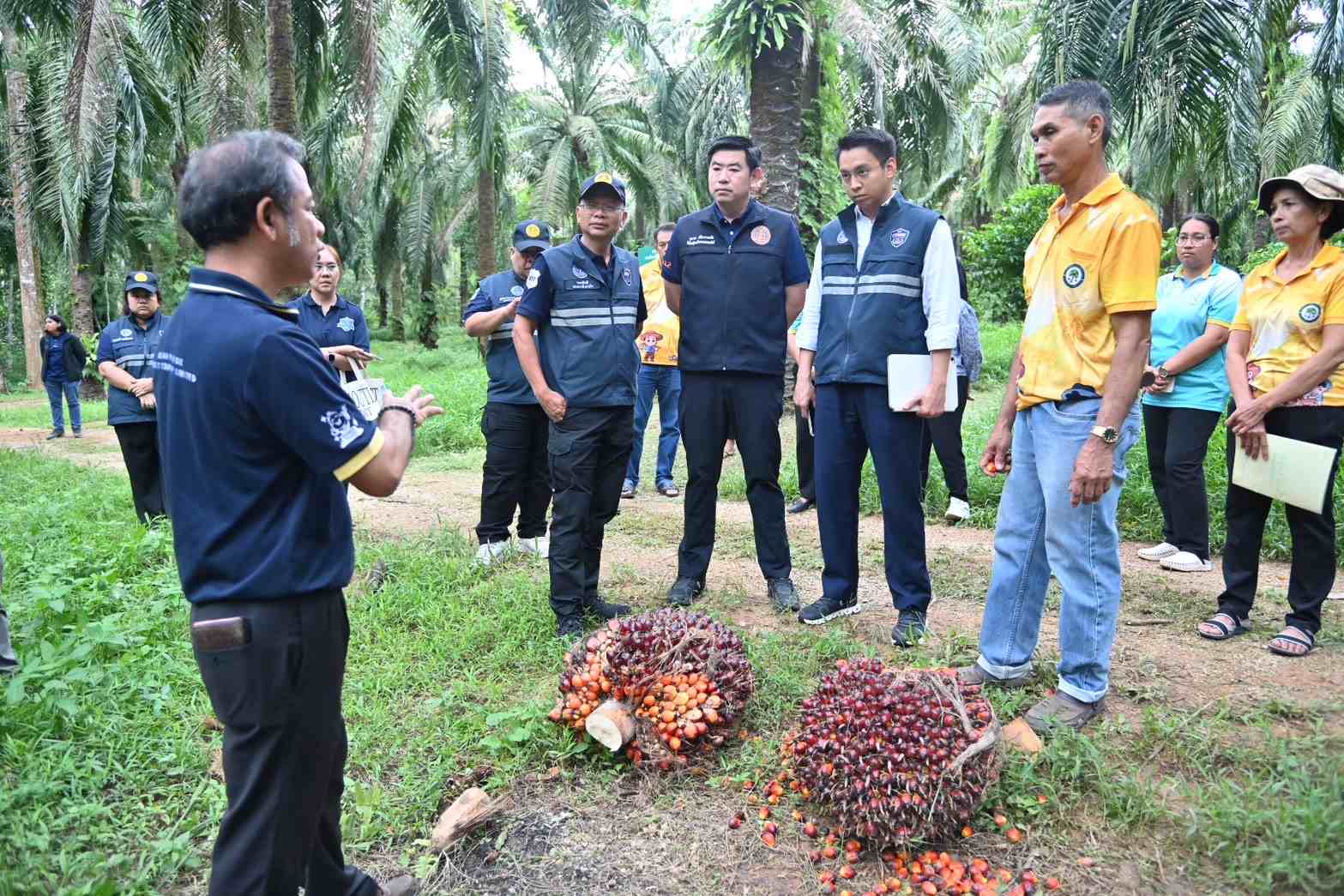 พาณิชย์ลุยใต้ ตรวจสถานการณ์ปาล์มราคาร่วง เร่งโรงงานเดินเครื่อง รับมือผลผลิตล้นตลาด