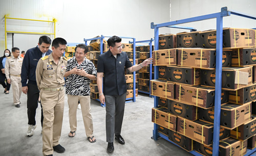 พาณิชย์ติดตามสถานการณ์ทุเรียนในพื้นที่จังหวัดชุมพร