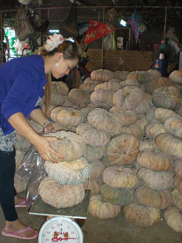 22108_ฟักทอง.JPG