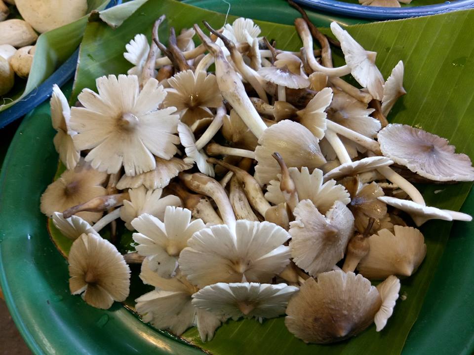 33745_เห็ดโคน.jpg