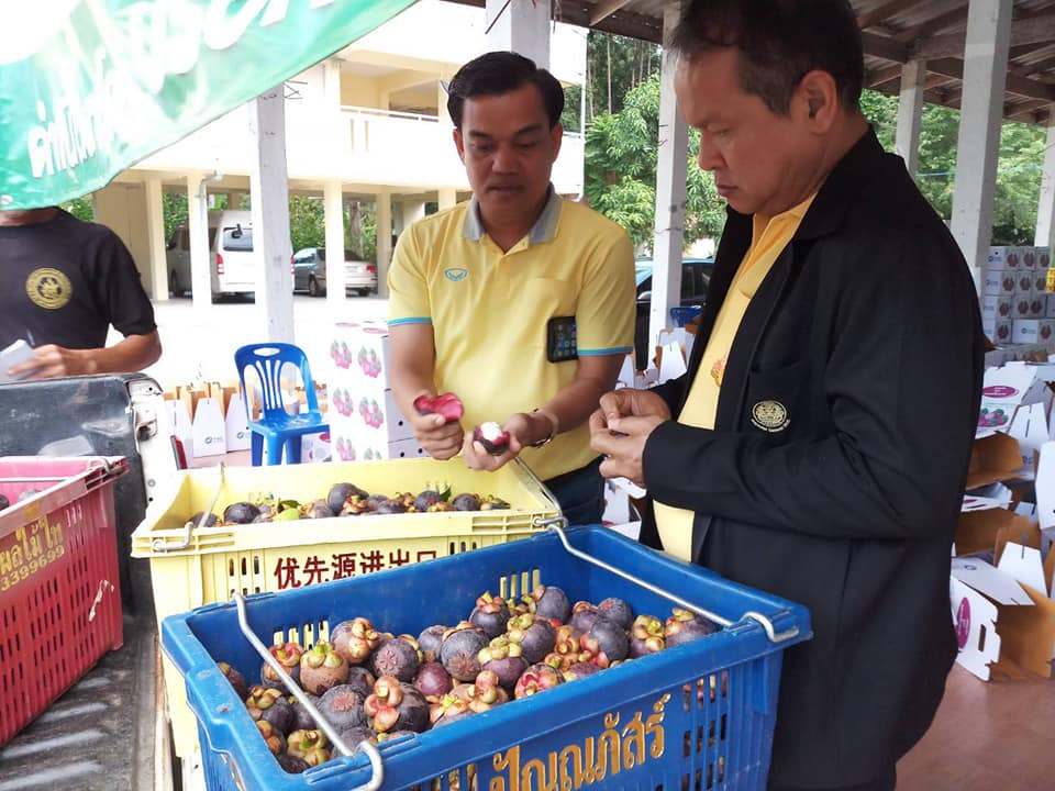 อธิบดีลงพื้นที่ติดตามการรวบรวมผลผลิตมังคุดเพื่อกระจายผลผลิตไปยังตลาดปลายทาง ณ  อ.พรหมคีรี จ.นครศรีธรรมราช