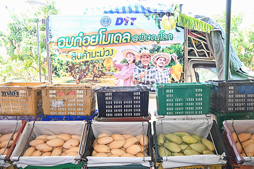 กรมการค้าภายในนำผู้ประกอบการ รับซื้อมะม่วงกว่า 16,000 ตัน ภายใต้อมก๋อยโมเดล