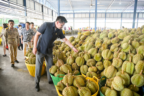 พาณิชย์ติดตามสถานการณ์ทุเรียนในพื้นที่จังหวัดชุมพร
