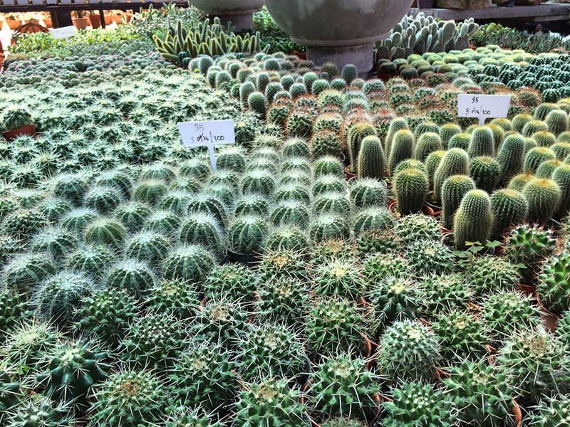 46552_พันธุ์ไม้.jpg