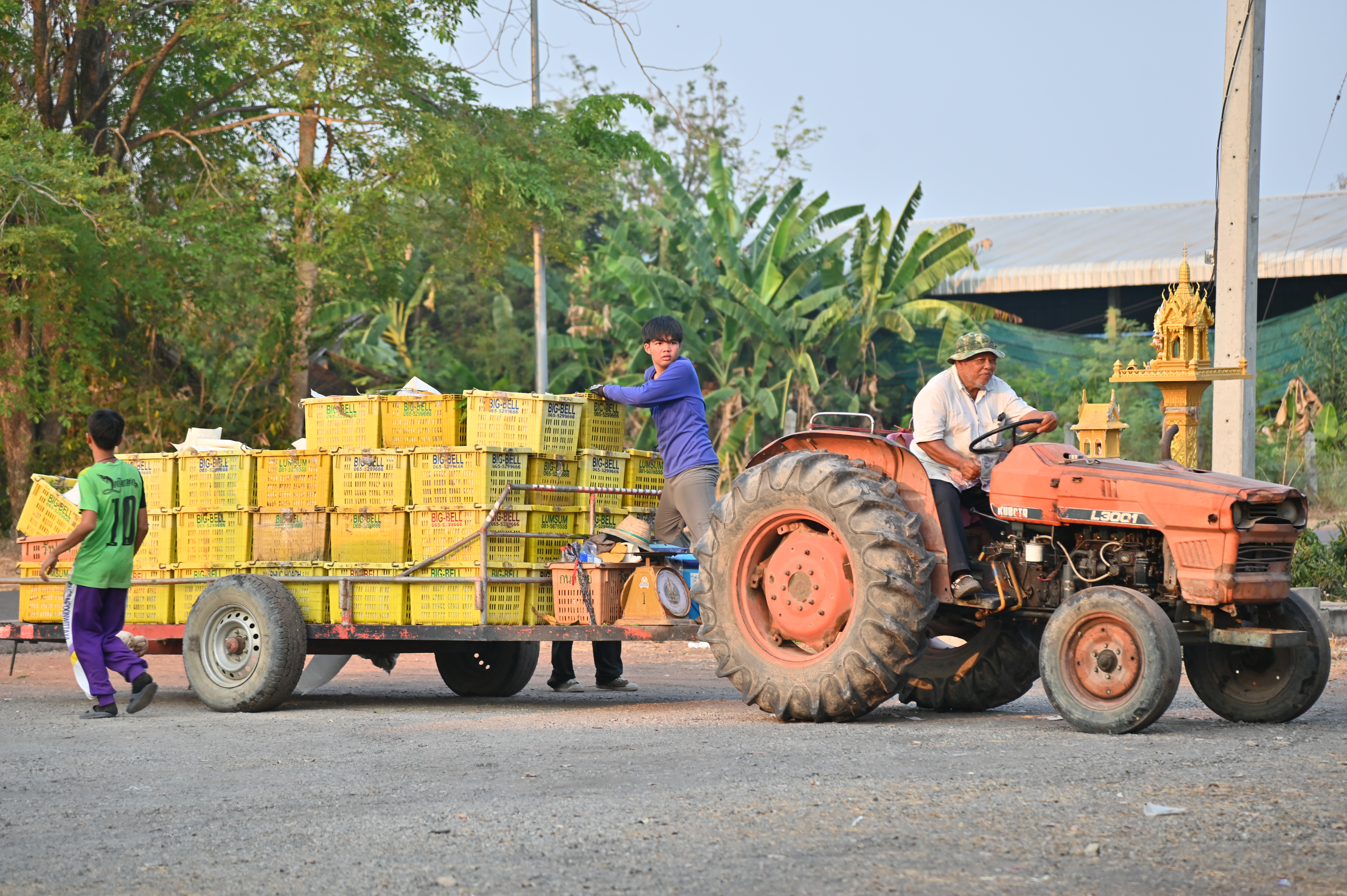 DIT กรมการค้าภายใน ผนึกกำลังหน่วยงานพันธมิตร  ลุยช่วยมะม่วงภาคเหนือตอนล่าง  รับซื้อผลผลิตจากเกษตรกรเพิ่มเติม