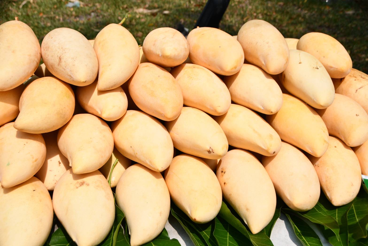 Kick off ความร่วมมือในการกระจายสินค้าเกษตร เพื่อช่วยเหลือเกษตรกร