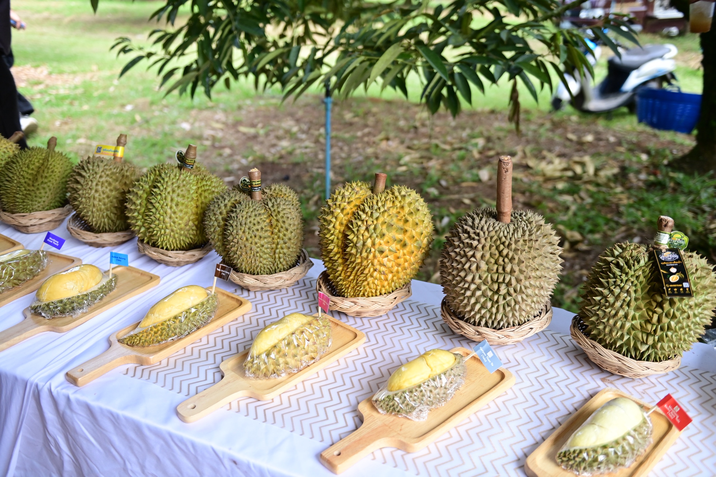 ข่าวเลขที่ 192/2569 “ศุภจี” นำทูต 13 ประเทศลุยสวนทุเรียนใต้ ชู “Thailand: The Land of Tropical Fruits” ชิม 9 สายพันธุ์ เจาะตลาด–สร้างดีมานด์ใหม่ ต่อยอด Fruit Tourism กระตุ้นบริโภค–เพิ่มยอดค้าผลไม้ไทย (9 สิงหาคม 2569)