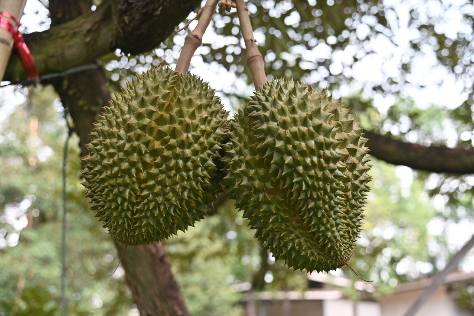 DIT ตรวจสอบการซื้อขายมังคุดภาคตะวันออก พร้อมร่วมประชุมขับเคลื่อนมาตรการบริหารผลไม้  ปี 2569 