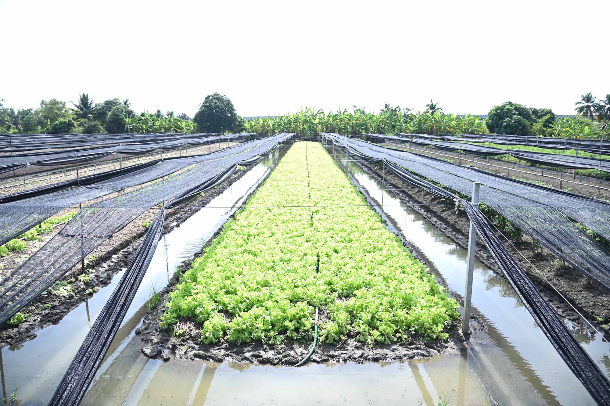 พาณิชย์ลงพื้นที่ติดตามสถานการณ์สินค้าปุ๋ยเคมี