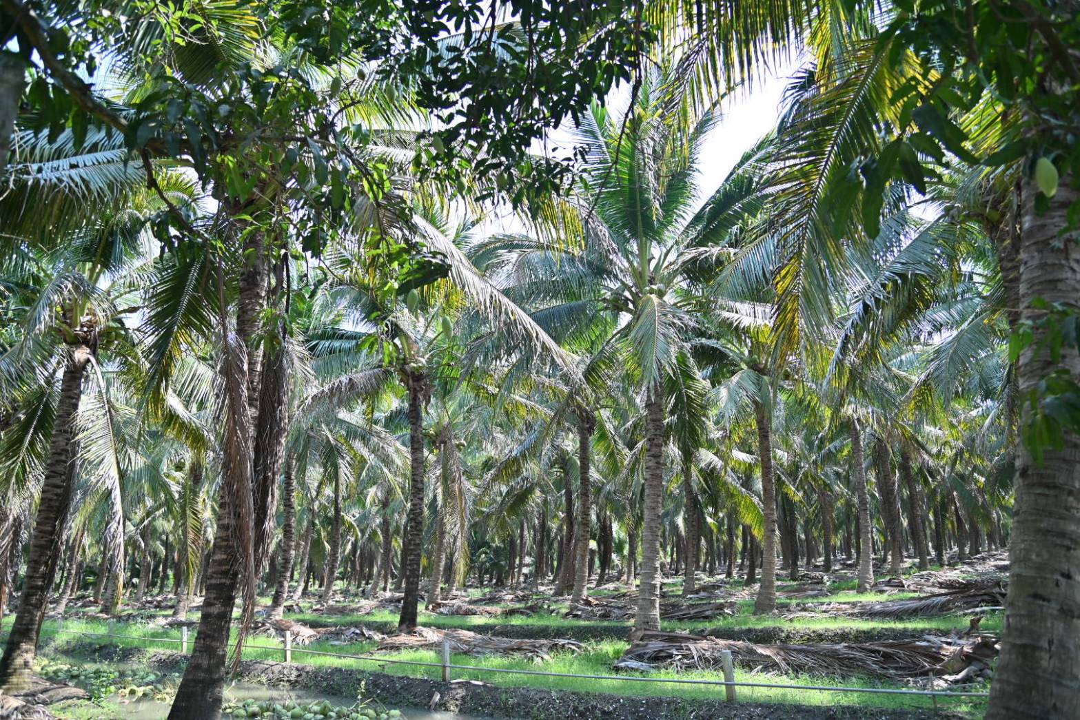 DIT จับมือ CP Axtra เร่งระบายมะพร้าวน้ำหอมราชบุรี