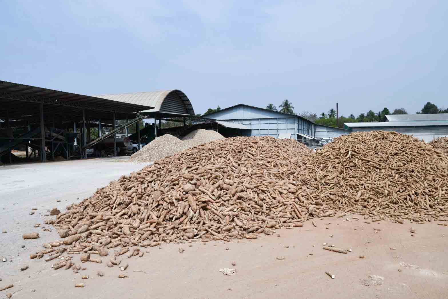 อธิบดีร่วมลงพื้นที่ติดตามสถานการณ์ราคารับซื้อมันสำปะหลัง