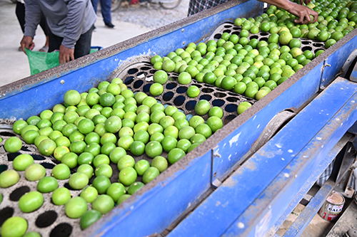 ติดตามสถานการณ์และเชื่อมโยงกระจายมะนาว