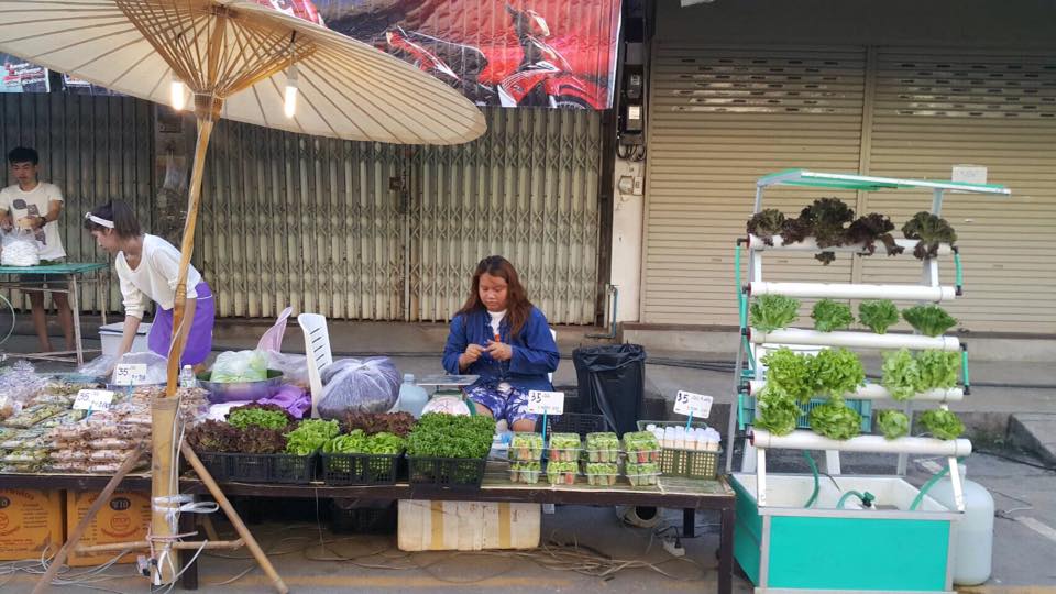 21692_สินค้า ผักไฮโดรโฟนิก.jpg
