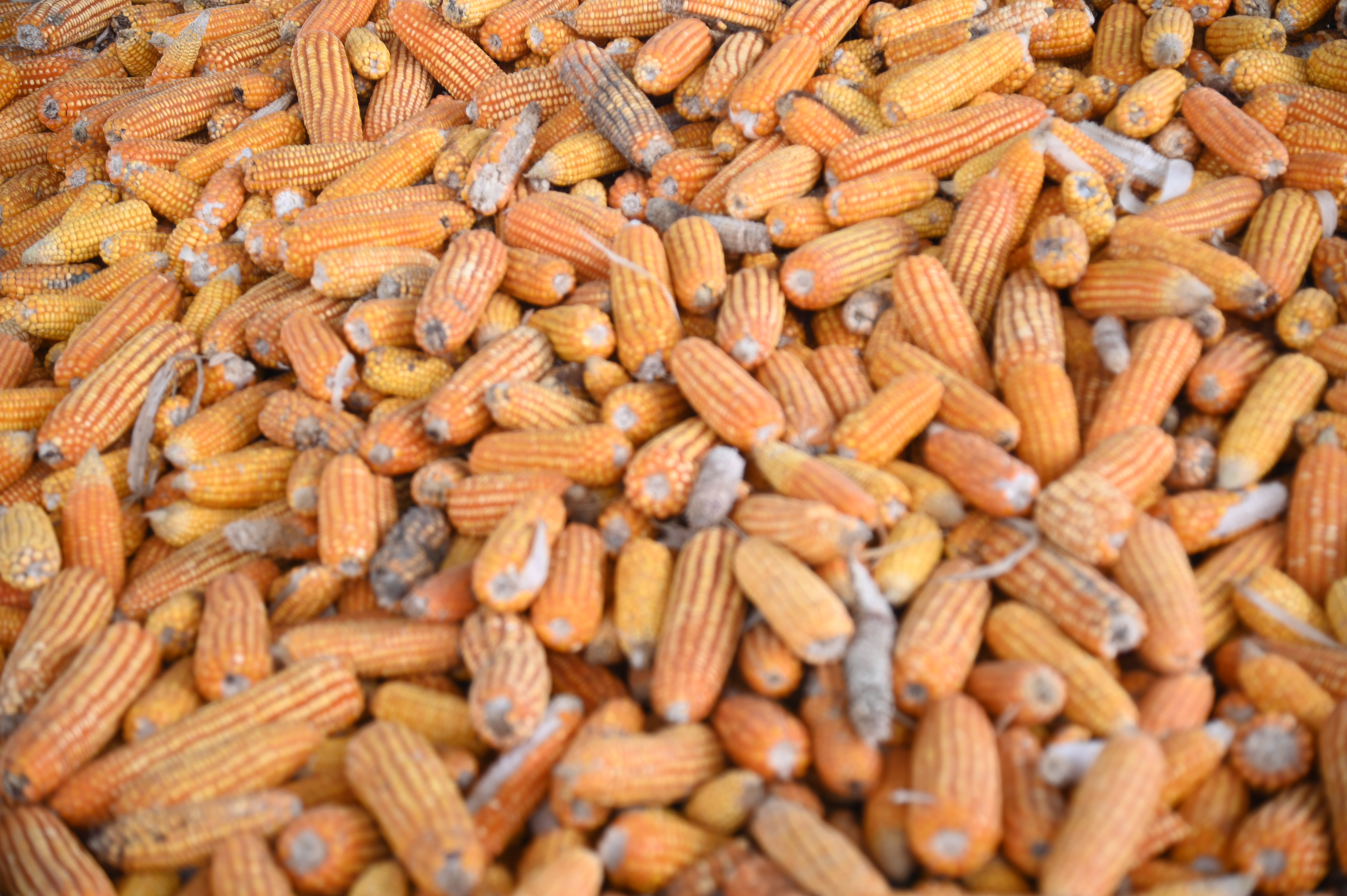 ข่าวเลขที่ 7/2569 DIT หนุนเกษตรกรเกี่ยวข้าวโพดคุณภาพ พร้อมตรวจเข้มเครื่องชั่ง–เครื่องวัดความชื้น เกษตรกรขายได้ราคาดี (14 ตุลาคม 2568)