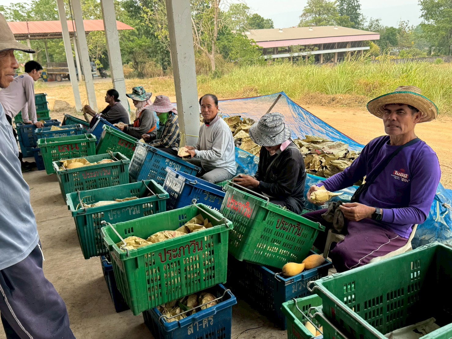 ข่าวเลขที่ 116/2569 ค้าภายในเร่งเชื่อมโยงรับซื้อมะม่วงพิษณุโลก ดันราคานำตลาด คาดระบายผลผลิตกว่า 30 ตัน (20 เมษายน 2569)