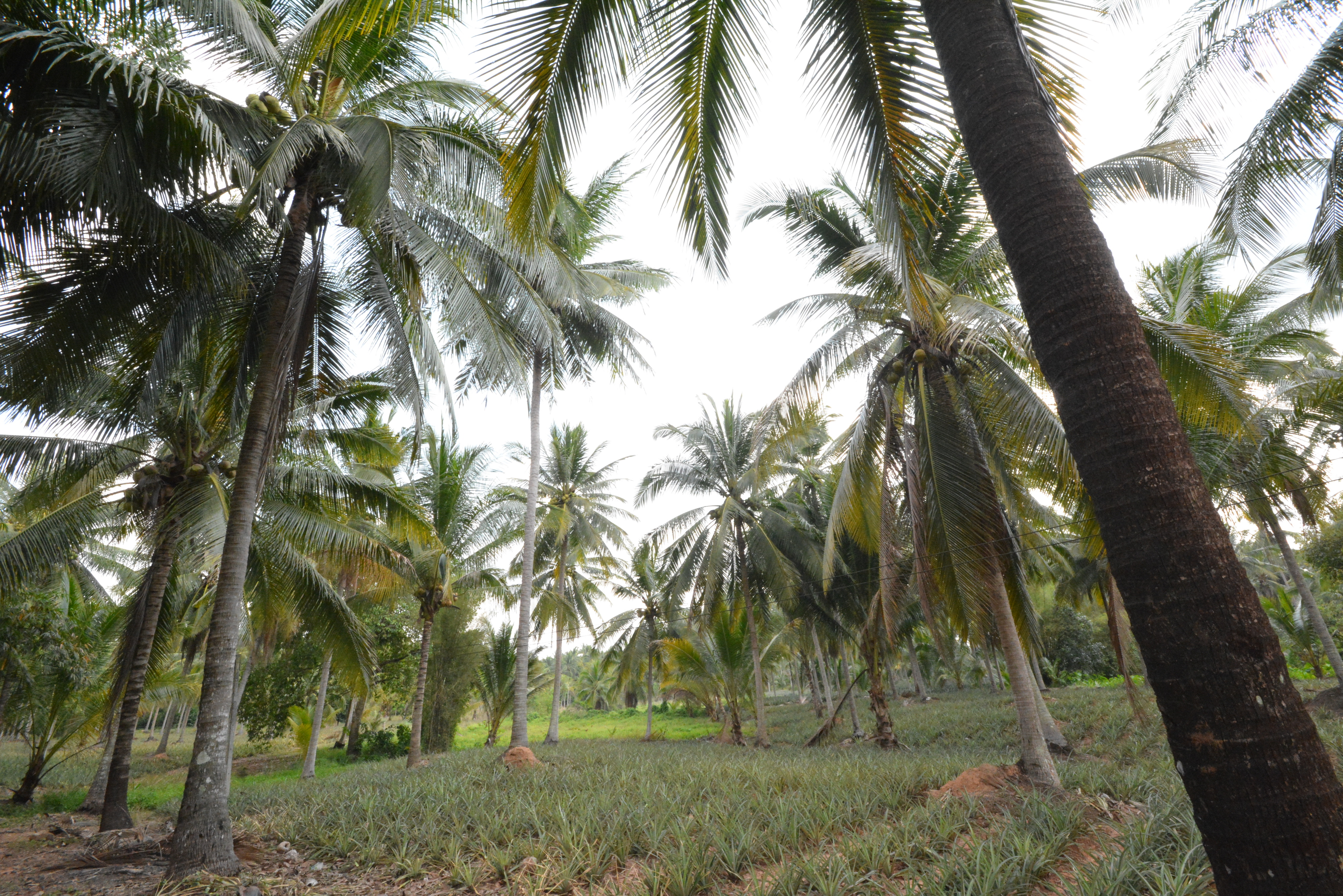 ข่าวเลขที่ 64/2569 พาณิชย์เร่งช่วยเกษตรกรผู้ปลูกมะพร้าวน้ำหอม เดินหน้ากระจายผลผลิตออกนอกแหล่งผ่านกลไกตลาดค้าส่งค้าปลีก เชื่อมโยงแหล่งท่องเที่ยว พร้อมเปิด 20 จุด กระจายกว่า 200,000 ลูกทั่ว กทม.–ปริมณฑล (26 มกราคม 2568)