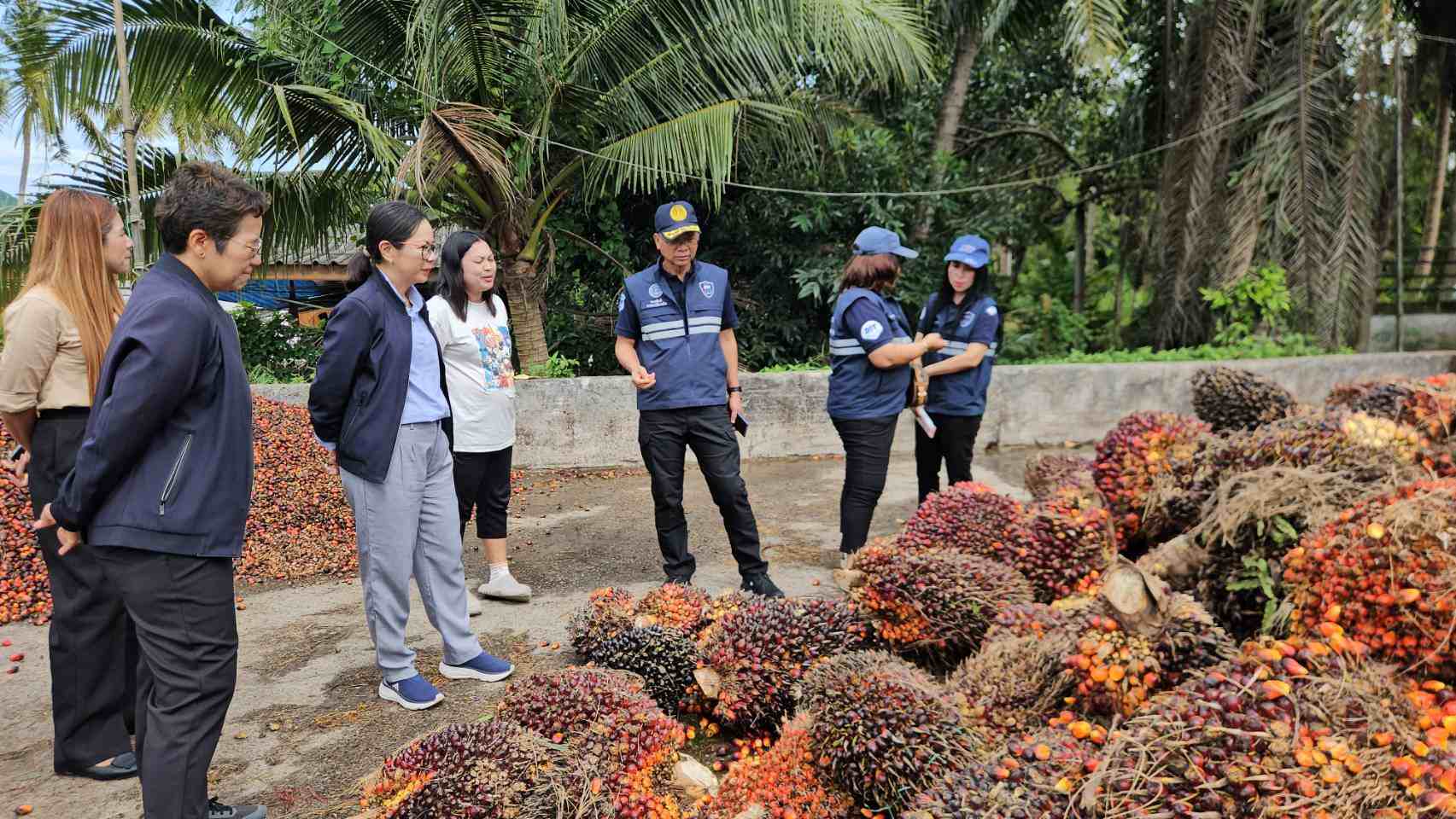 พาณิชย์ตรวจเข้มจุดรับซื้อปาล์ม 8 จังหวัดใต้ ดันราคารับซื้อผลปาล์มเพิ่มสูงขึ้น