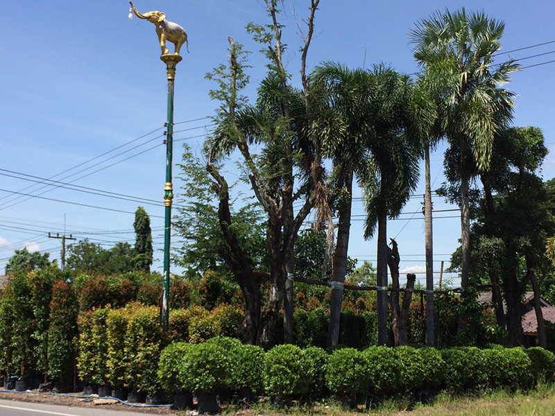 46540_สวน.jpg