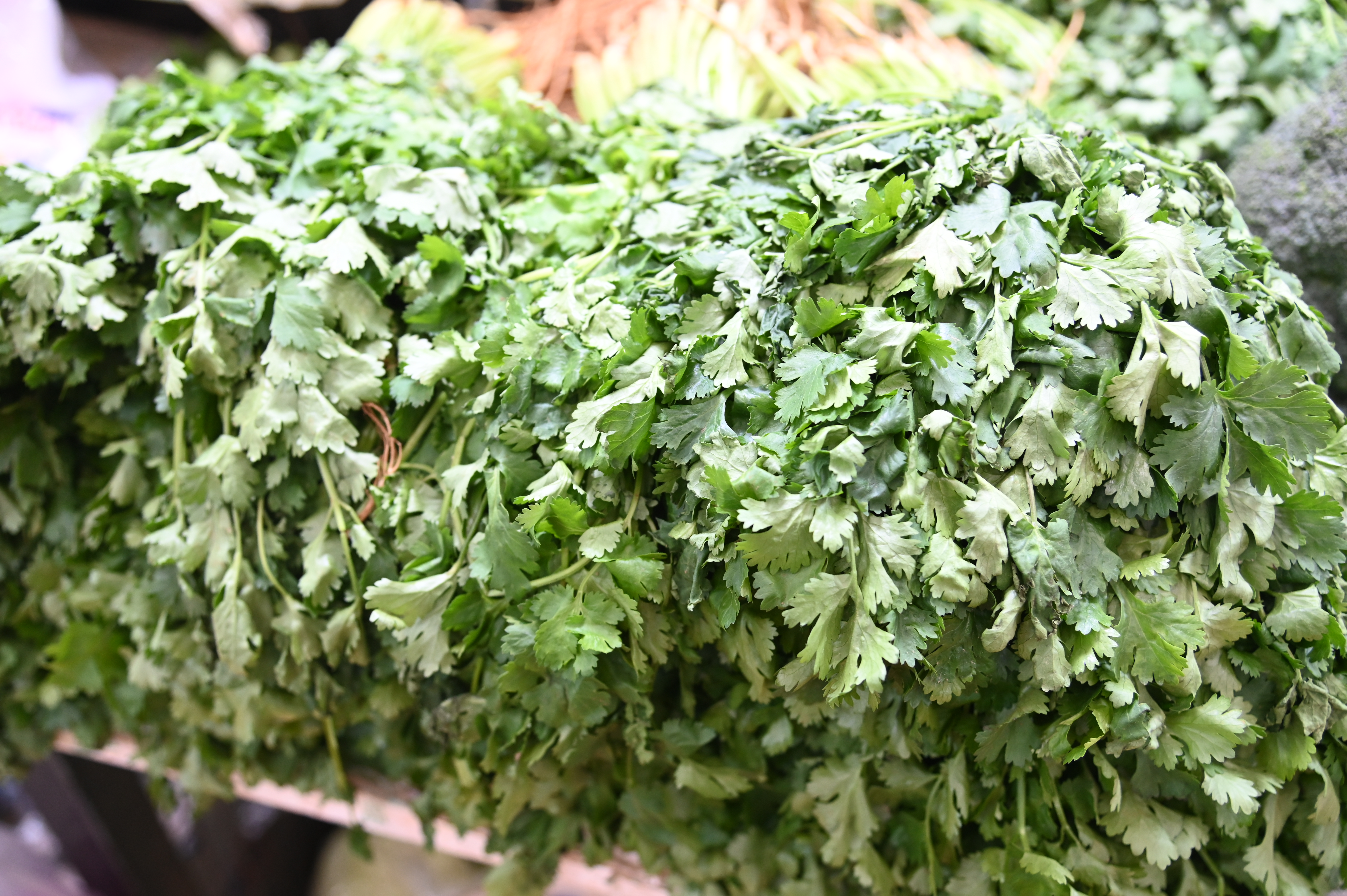 ข่าวเลขที่ 32/2569 DIT ลุยตรึงราคาผักชีปลายฝน! เร่งกระจายผลผลิตจากแหล่งอื่นเข้าทดแทน คาดราคาลดลงสัปดาห์หน้า (12 พฤศจิกายน 2568)