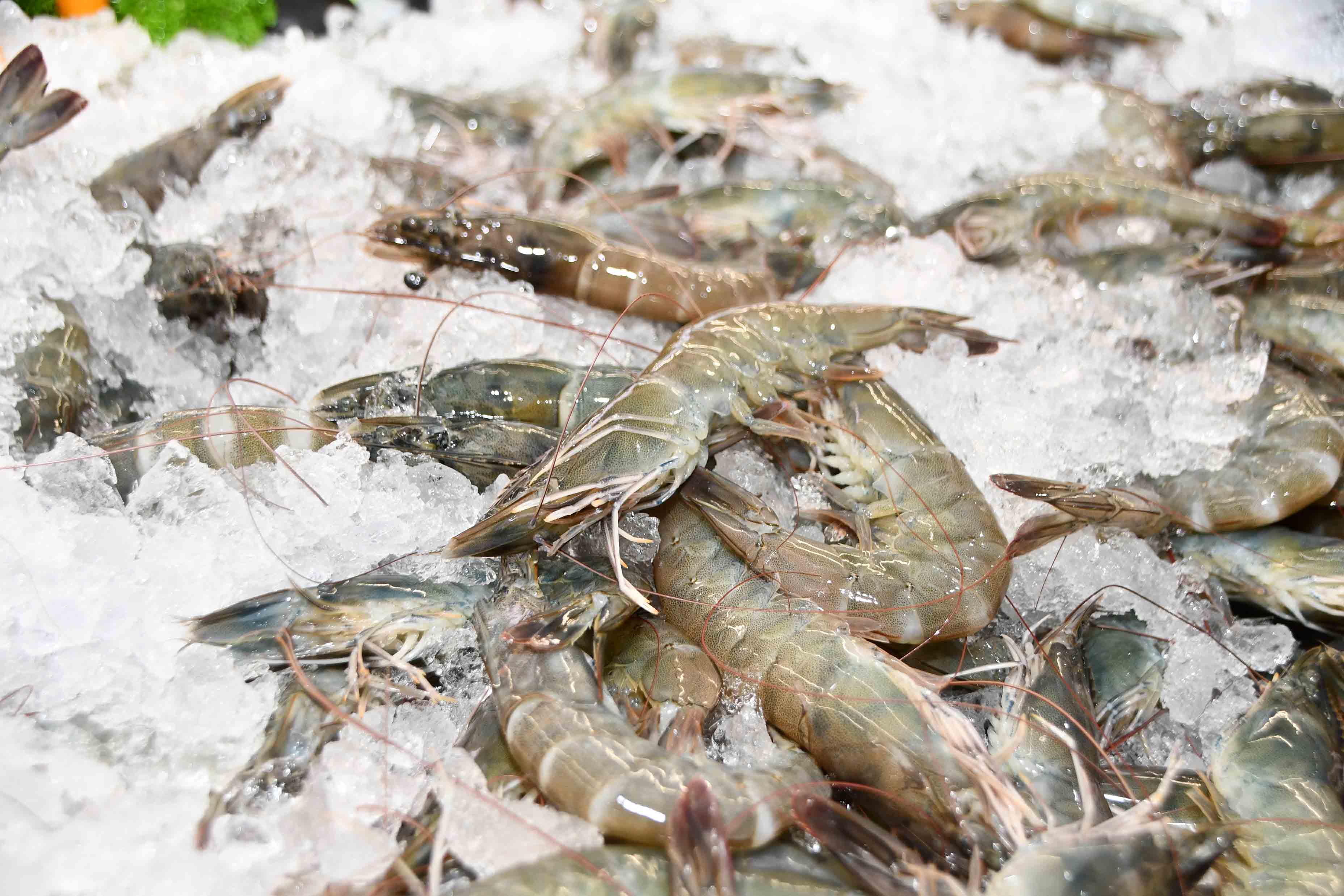 อธิบดีกรมการค้าภายใน เปิดกิจกรรมส่งเสริมการบริโภคกุ้งตามโครงการช่วยเหลือเกษตรกรผู้เลี้ยงกุ้ง ปี 2564