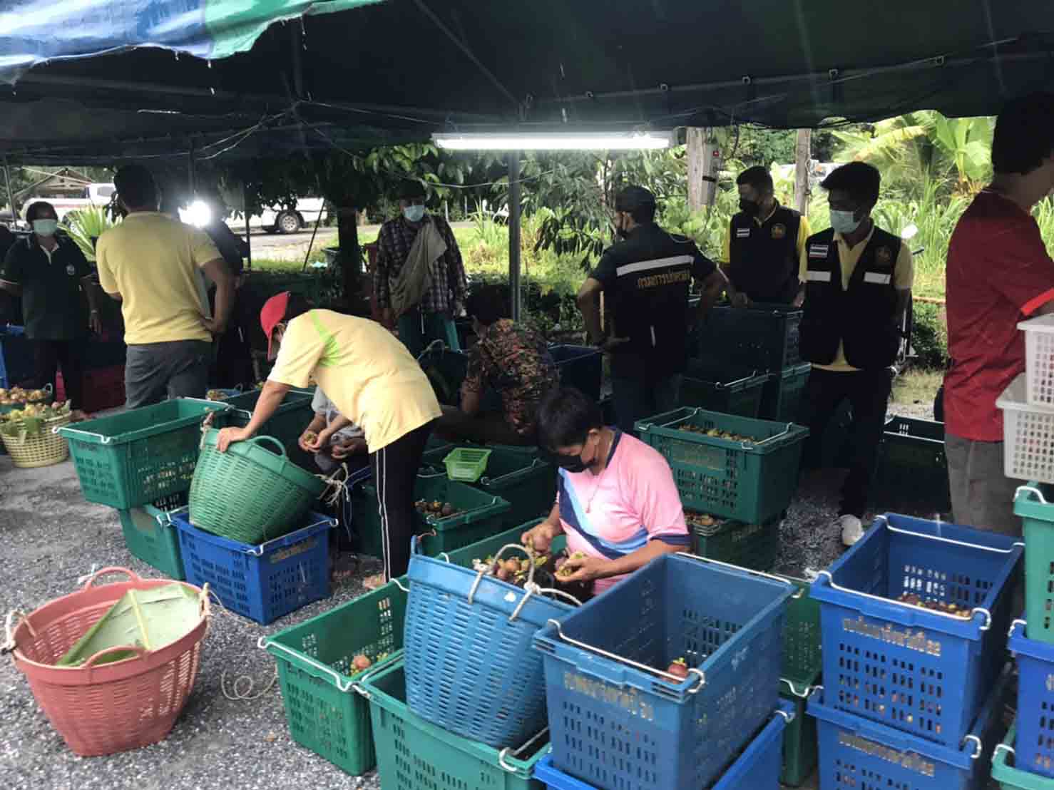 รองอธิบดีกรมการค้าภายใน ลงพื้นที่ภาคใต้เพื่อแก้ปัญหาผลไม้ภาคใต้ราคาตกต่ำ (มังคุด)