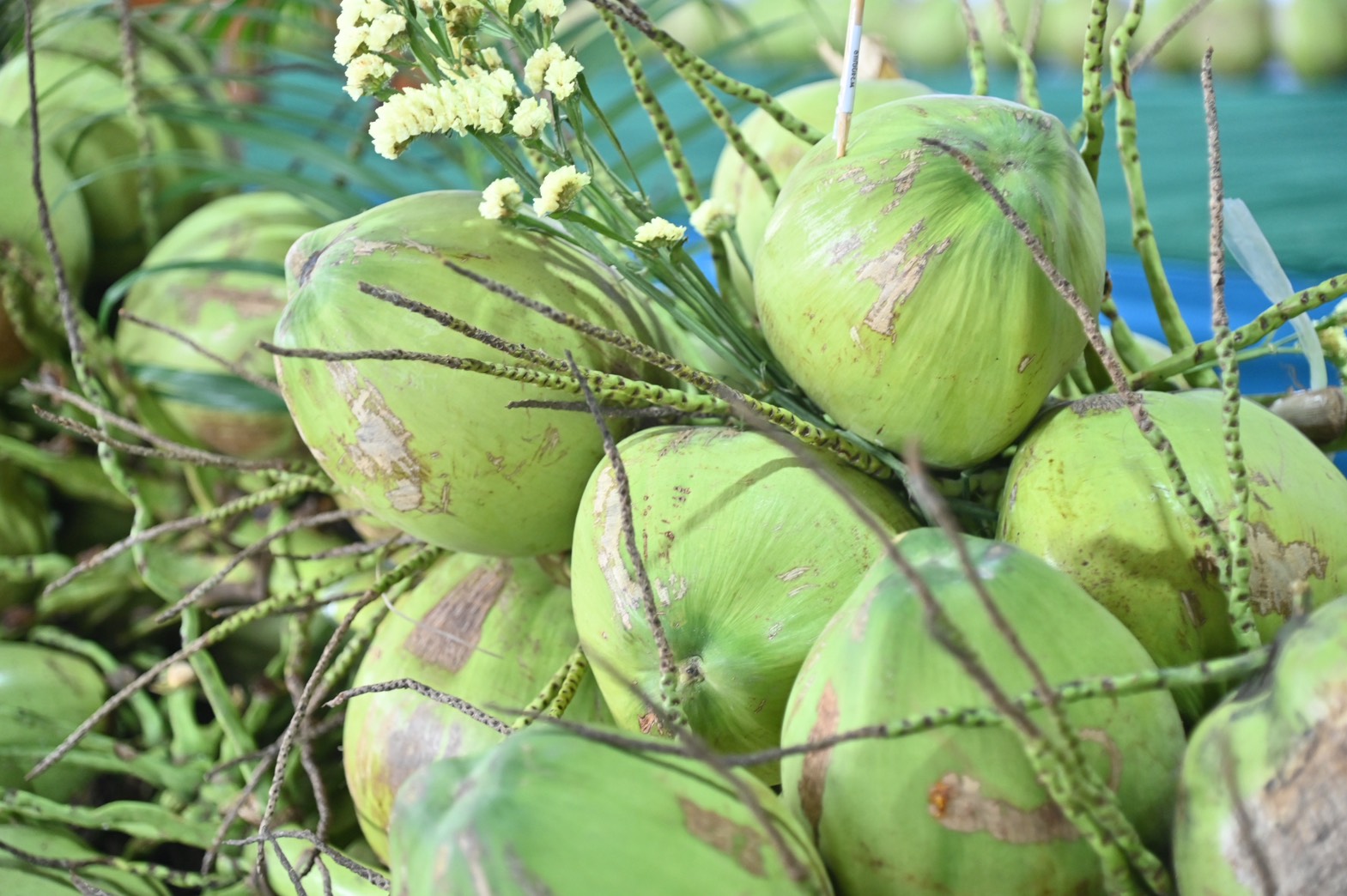 DIT ร่วมเสวนา “การยกระดับสินค้าเกษตรไทย ด้วยระบบโลจิสติกส์ไปรษณีย์ไทย สร้างโอกาส ความท้าทาย และเชื่อมโยงตลาดสู่ความยั่งยืน”