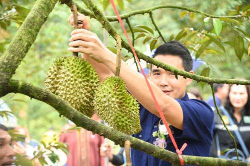 พาณิชย์ลงพื้นที่ติดตามสถานการณ์ผลไม้ภาคใต้ พร้อมร่วมงานวันเปิดฤดูเก็บเกี่ยวผลผลิตทุเรียน จังหวัดชุมพร 
