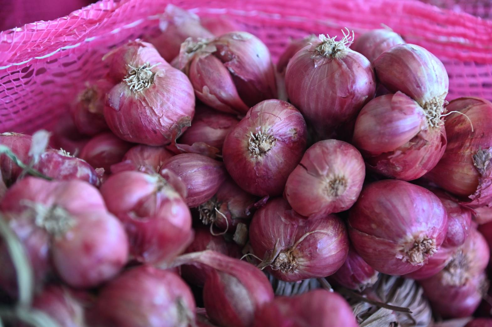 DIT ลงพื้นที่ตรวจเยี่ยมกิจกรรมการกระจายหอมแดงจังหวัดศรีสะเกษ