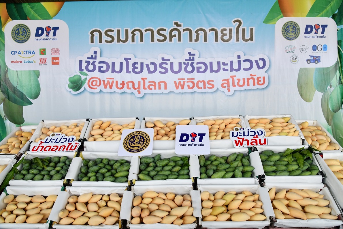 "พาณิชย์” ลงพื้นที่ติดตามการรับซื้อมะม่วง พิษณุโลก สุโขทัย พิจิตร เกษตรกรยิ้มออก เผยปีนี้ราคาดีมาก