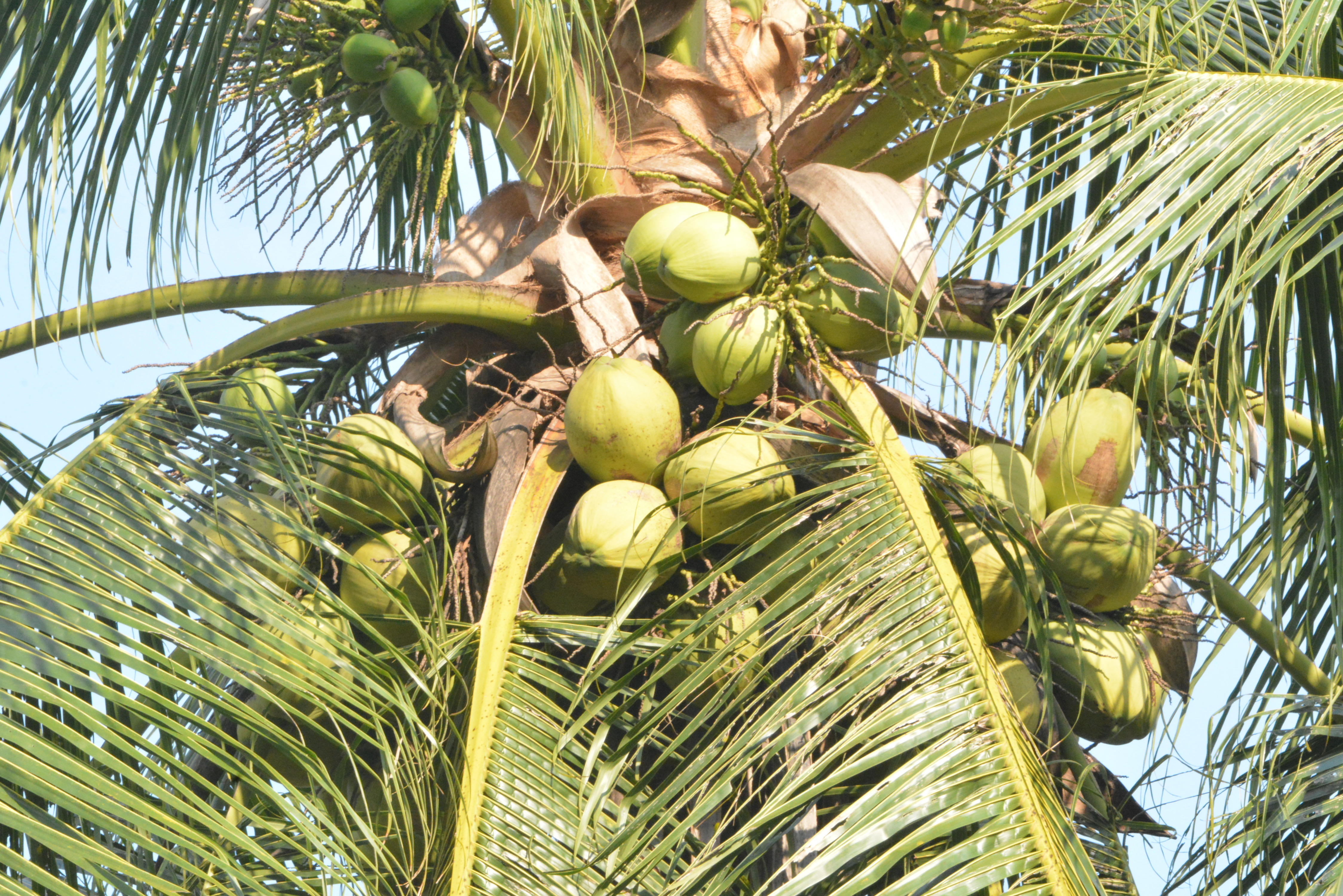 ข่าวเลขที่ 64/2569 พาณิชย์เร่งช่วยเกษตรกรผู้ปลูกมะพร้าวน้ำหอม เดินหน้ากระจายผลผลิตออกนอกแหล่งผ่านกลไกตลาดค้าส่งค้าปลีก เชื่อมโยงแหล่งท่องเที่ยว พร้อมเปิด 20 จุด กระจายกว่า 200,000 ลูกทั่ว กทม.–ปริมณฑล (26 มกราคม 2568)