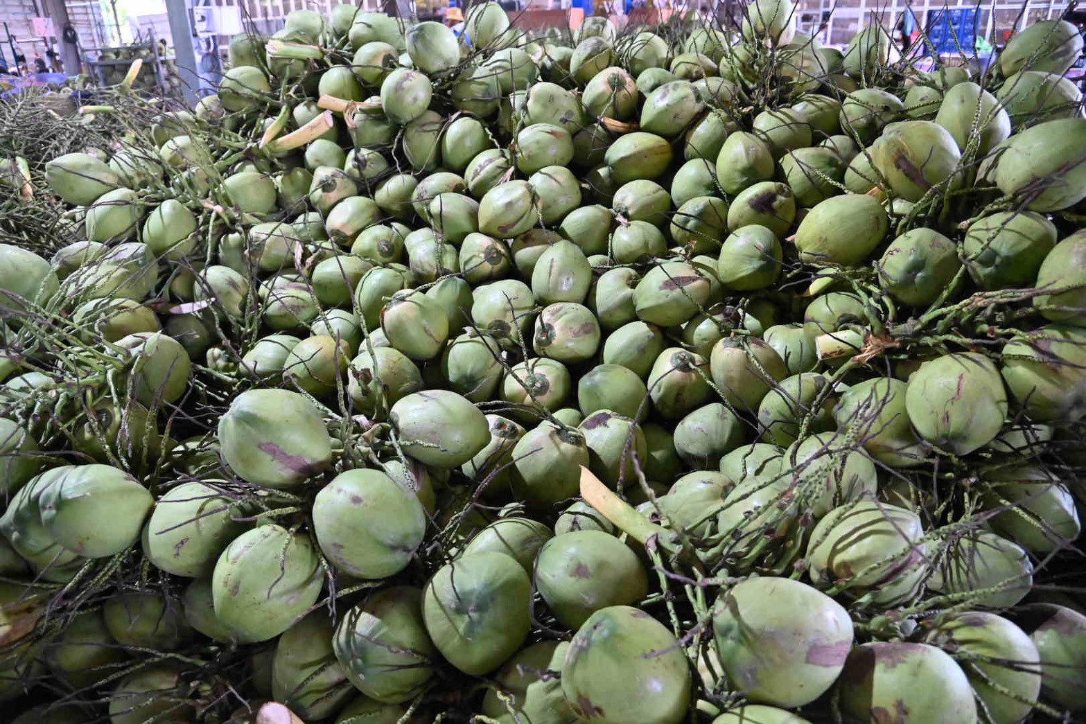 DIT ลงพื้นที่จังหวัดราชบุรี ติดตามสถานการณ์รับซื้อและจำหน่ายมะพร้าวน้ำหอม 