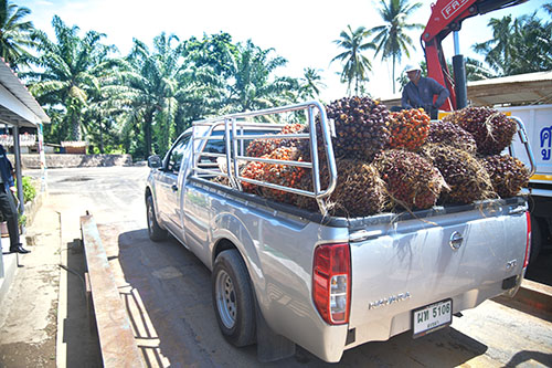พาณิชย์ลงพื้นที่ติดตามการรับซื้อเเละตรวจเครื่องชั่งปาล์มน้ำมัน