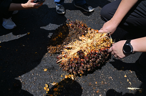 “พาณิชย์ลุยใต้”  ติดตามสถานการณ์ปาล์ม พร้อมตรวจเยี่ยมแหล่งสกัดน้ำมันปาล์มดิบและลานเทรับซื้อทะลายปาล์มน้ำมัน