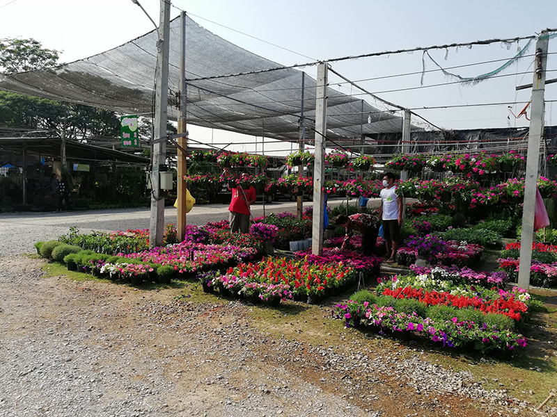 57131_ภาพรวมต้นไม้แบบแขวน.jpg