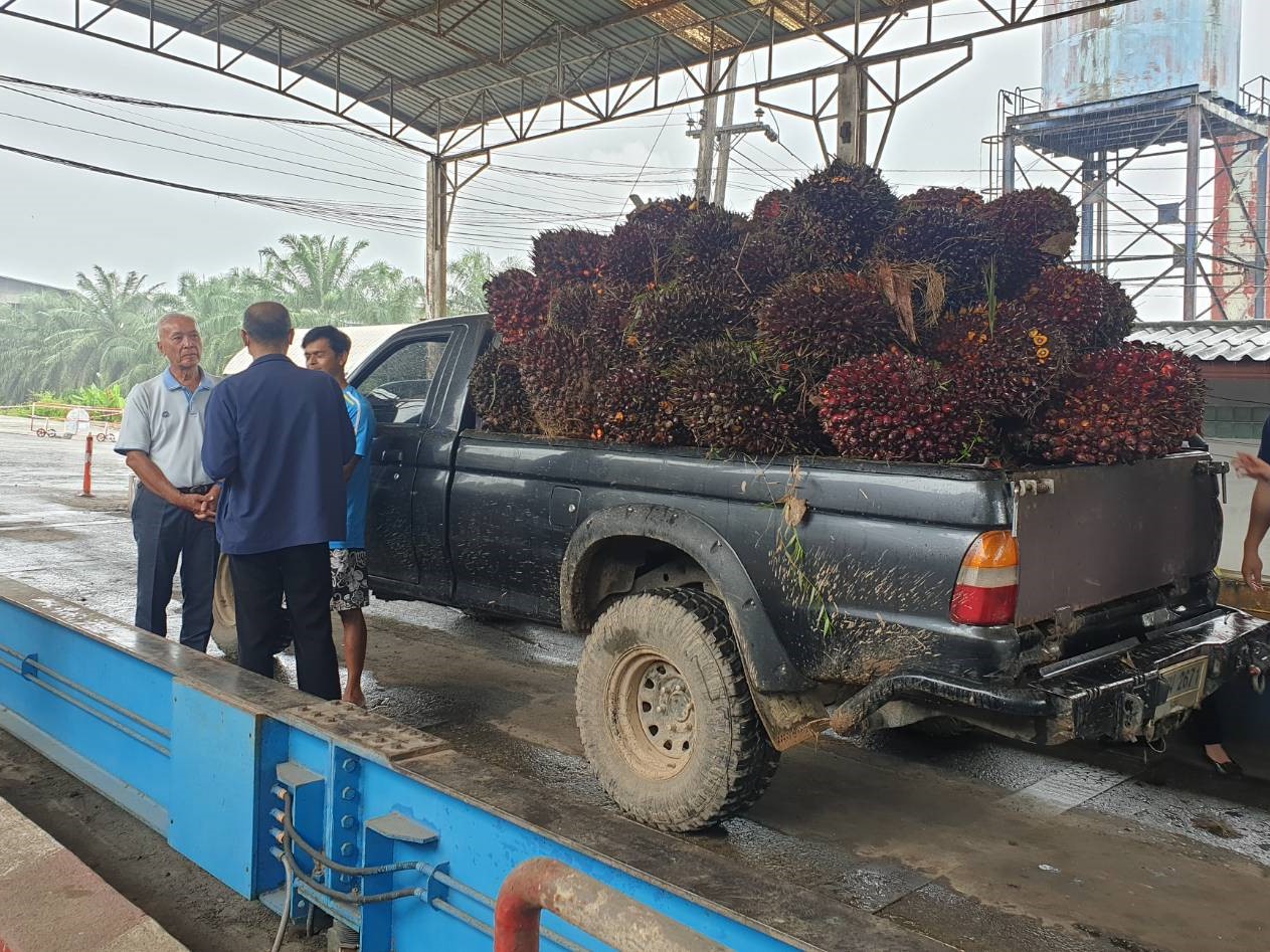กรมการค้าภายใน ตรวจติดตามการซื้อขายผลผลิตปาล์ม