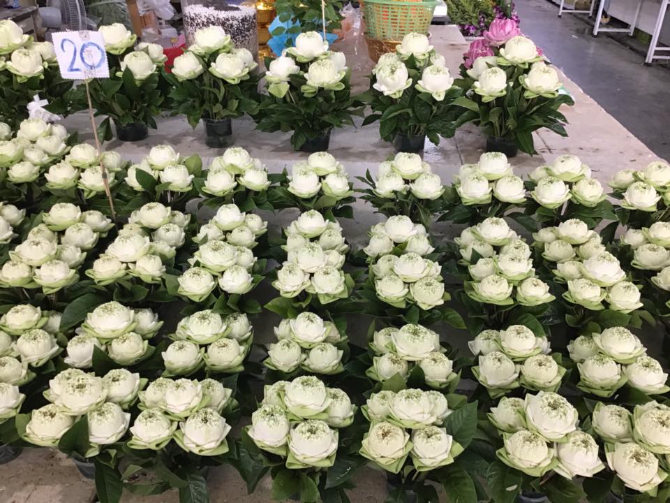 78136_แผงค้าไม้ดอก.jpg