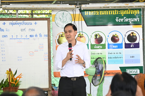 พาณิชย์ลงพื้นที่ติดตามผลไม้จังหวัดชุมพร