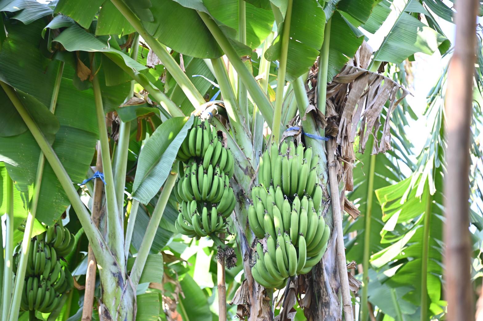 DIT ลุยพื้นที่จ.ตาก ติดตามสถานการณ์การการค้าชายแดน สร้างการรับรู้การจำหน่ายวัสดุเหลือใช้จากการเพาะปลูก พร้อมติดตามสถานการณ์การรับซื้อข้าวโพดเลี้ยงสัตว์  และหารือแนวทางการการปลูกกล้วยหอมทอง 