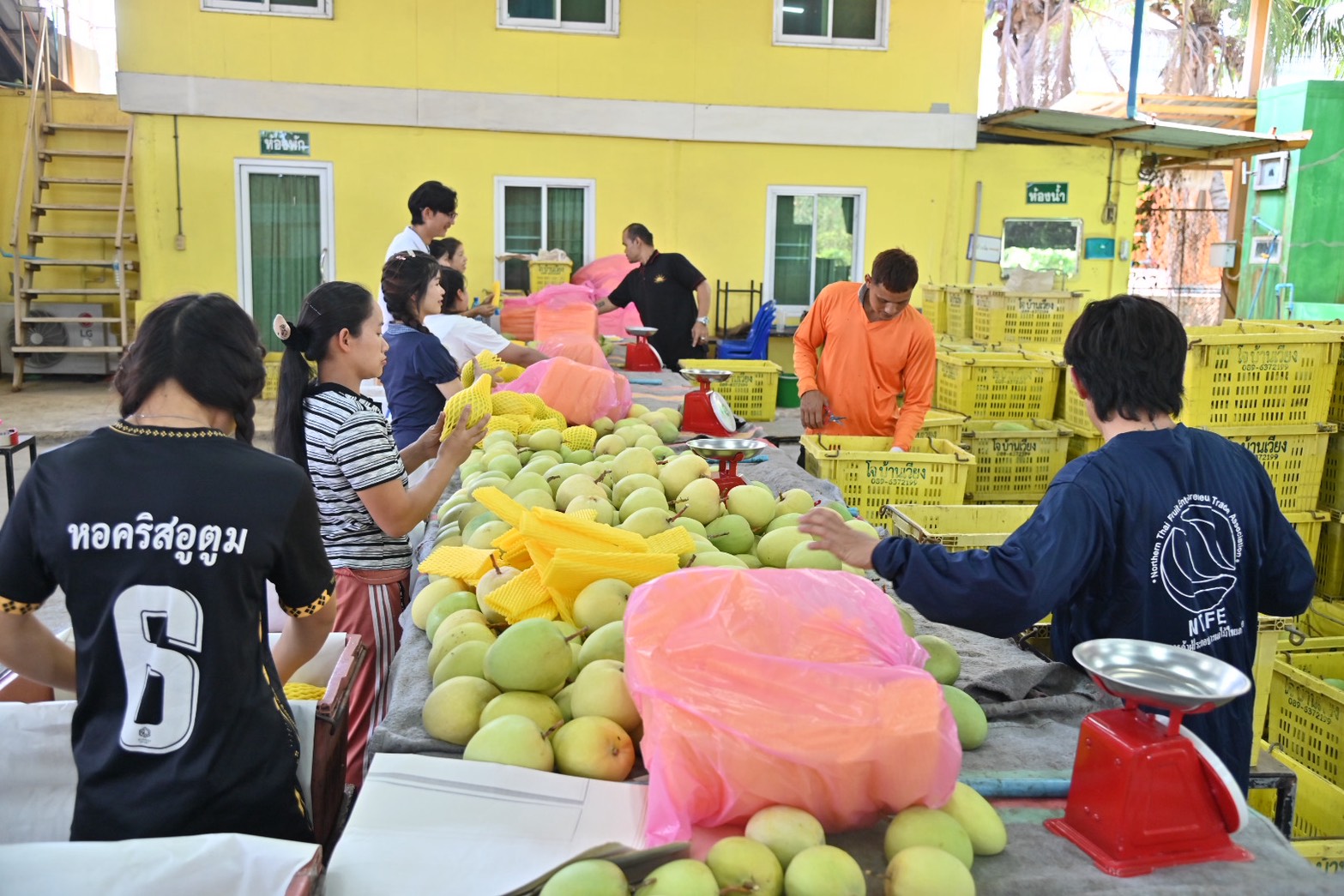 ข่าวเลขที่ 132/2569 กรมการค้าภายใน ลงพื้นที่ลำพูน–เชียงใหม่ ติดตามสถานการณ์ “มะม่วง–ลำไย” เร่งวางมาตรการบริหารจัดการล่วงหน้า เชื่อมโยงตลาด–กระจายผลผลิต รักษาเสถียรภาพราคา (6 พฤษภาคม 2569)