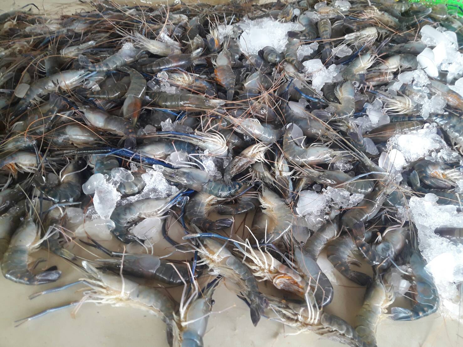 78303_กุ้ง.jpg