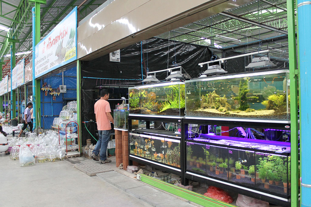 22157_ตกแต่งตู้ปลา.JPG