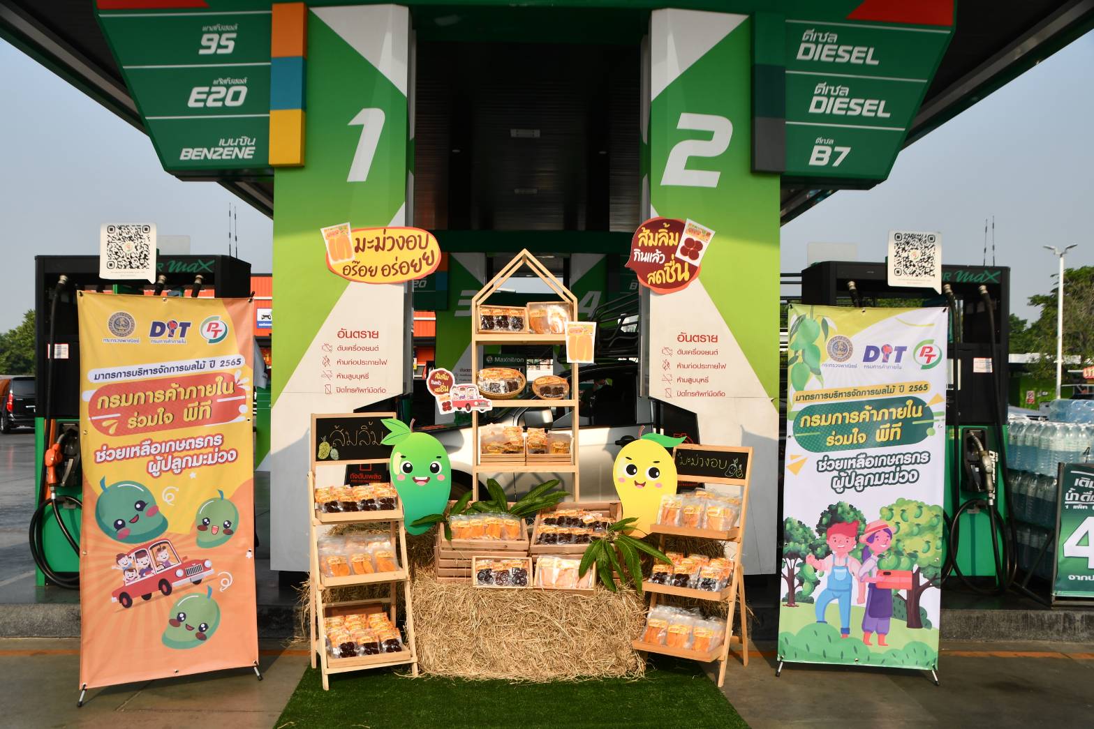 กรมการค้าภายในร่วมใจ พีที ช่วยเหลือเกษตรกรผู้ปลูกมะม่วง