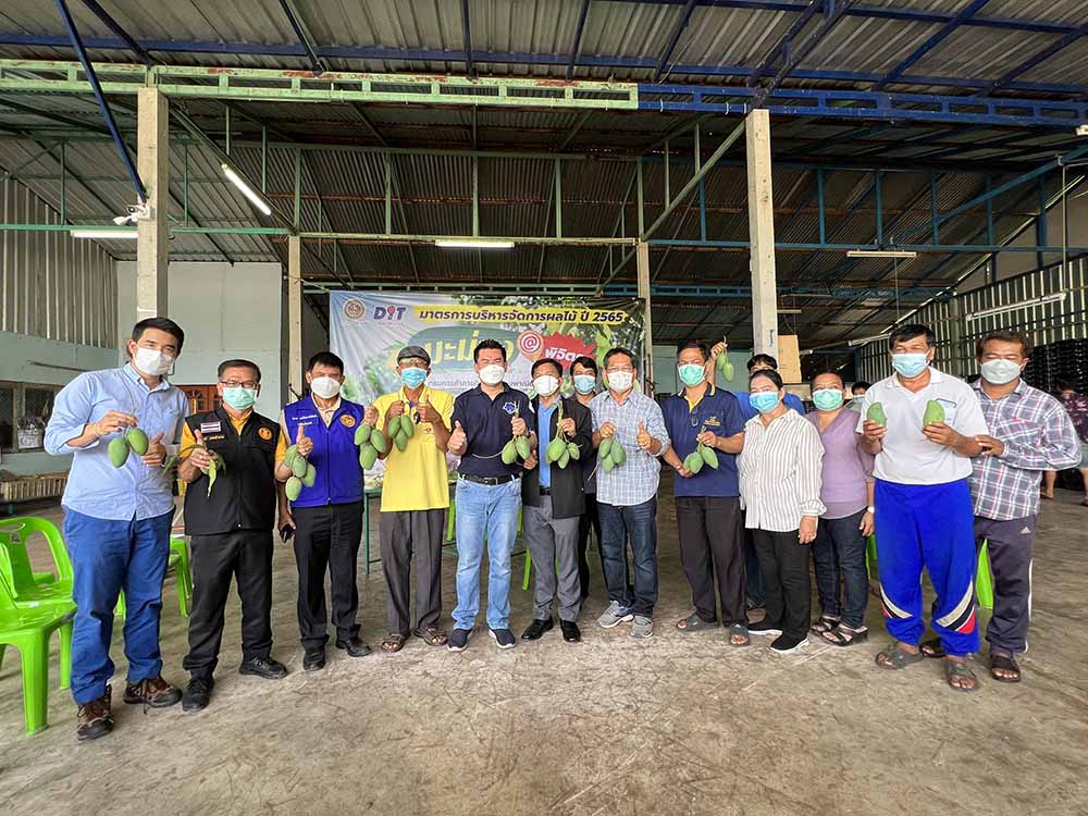 พาณิชย์ติดตามการรับซื้อมะม่วงพิจิตร