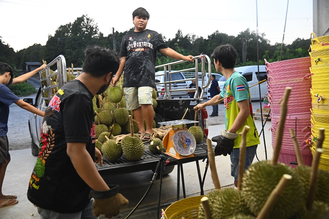 “พาณิชย์” ตรวจเครื่องชั่งล้งรับซื้อทุเรียนตะวันออก จันทบุรี-ระยอง-ตราด เน้นย้ำการติดป้ายแสดงราคาชัดเจน รักษาความเป็นธรรมแก่เกษตรกร