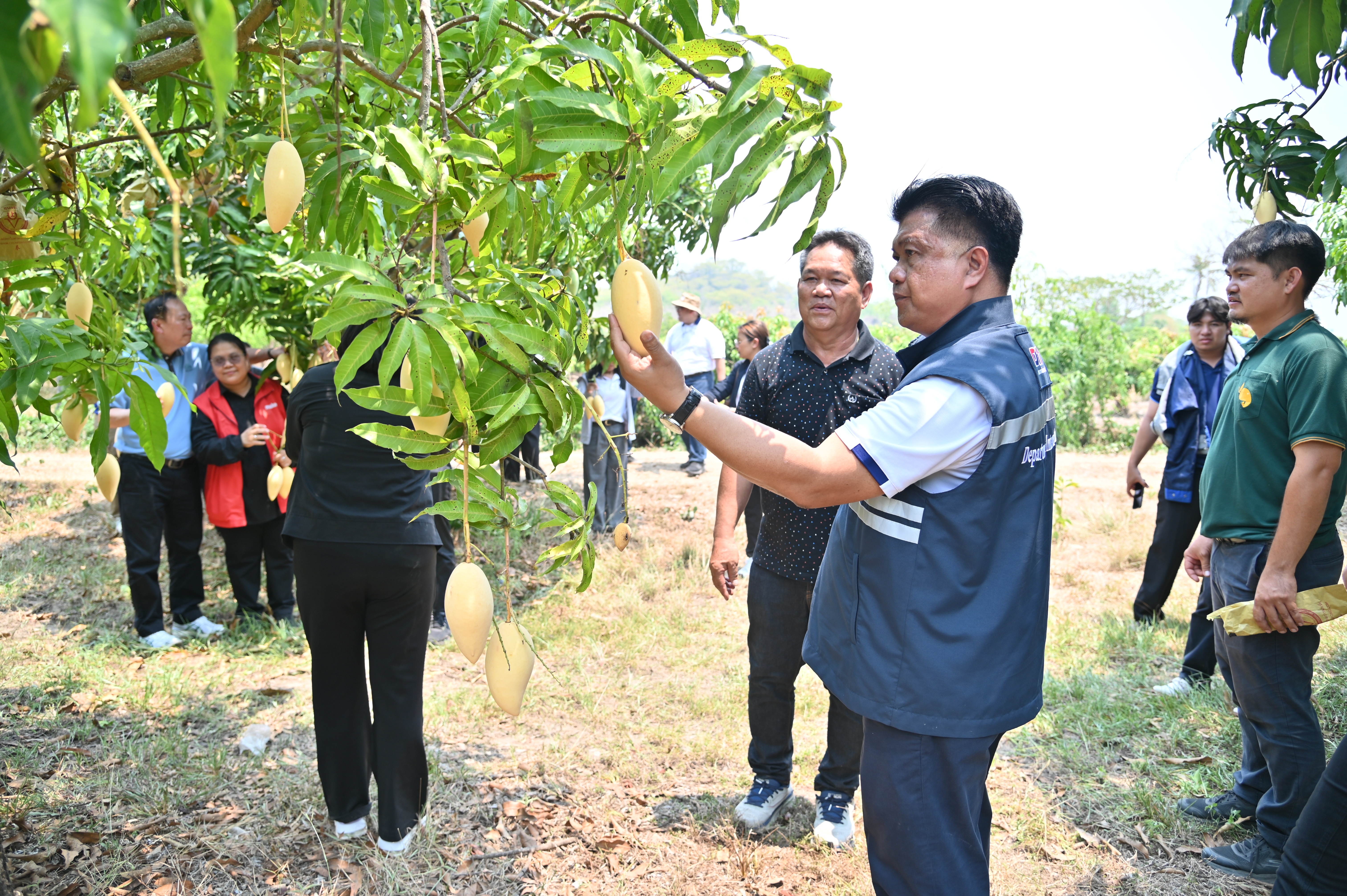 ข่าวเลขที่ 107/2569 “กรมการค้าภายใน ผนึกกำลังหน่วยงานพันธมิตร ลุยช่วยมะม่วงภาคเหนือตอนล่าง รับซื้อผลผลิตจากเกษตรกรเพิ่มเติม” (7 เมษายน 2569)