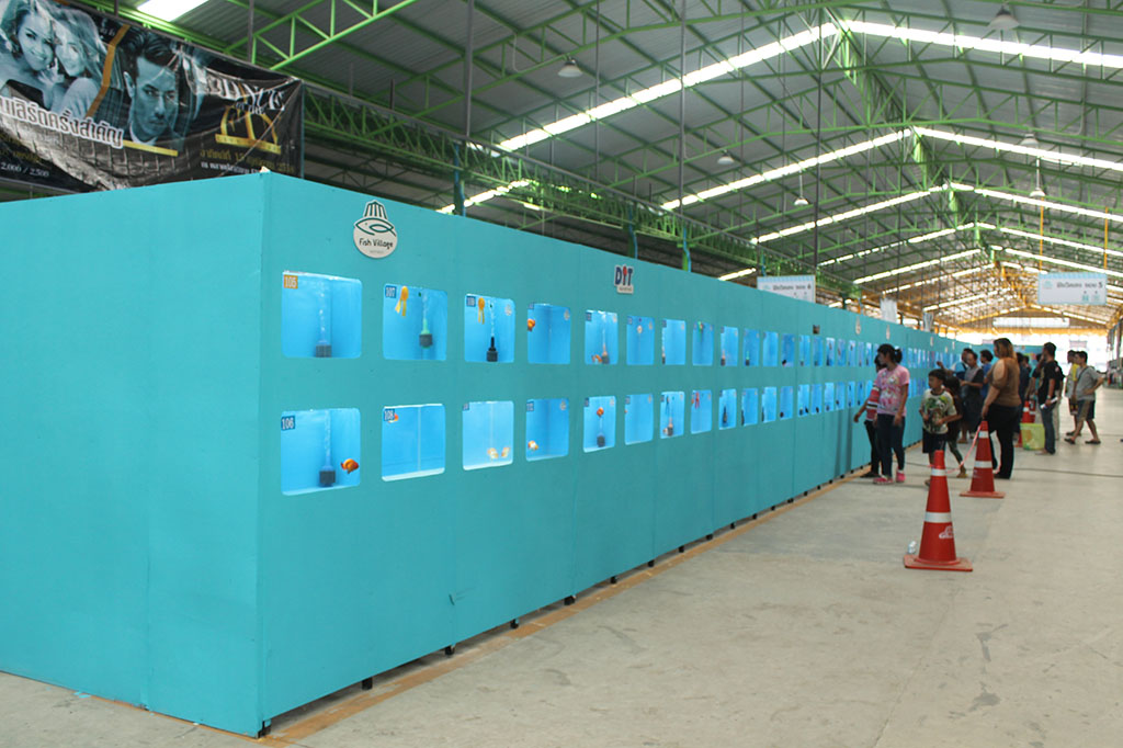 22156_ปลาสวยงาม.JPG