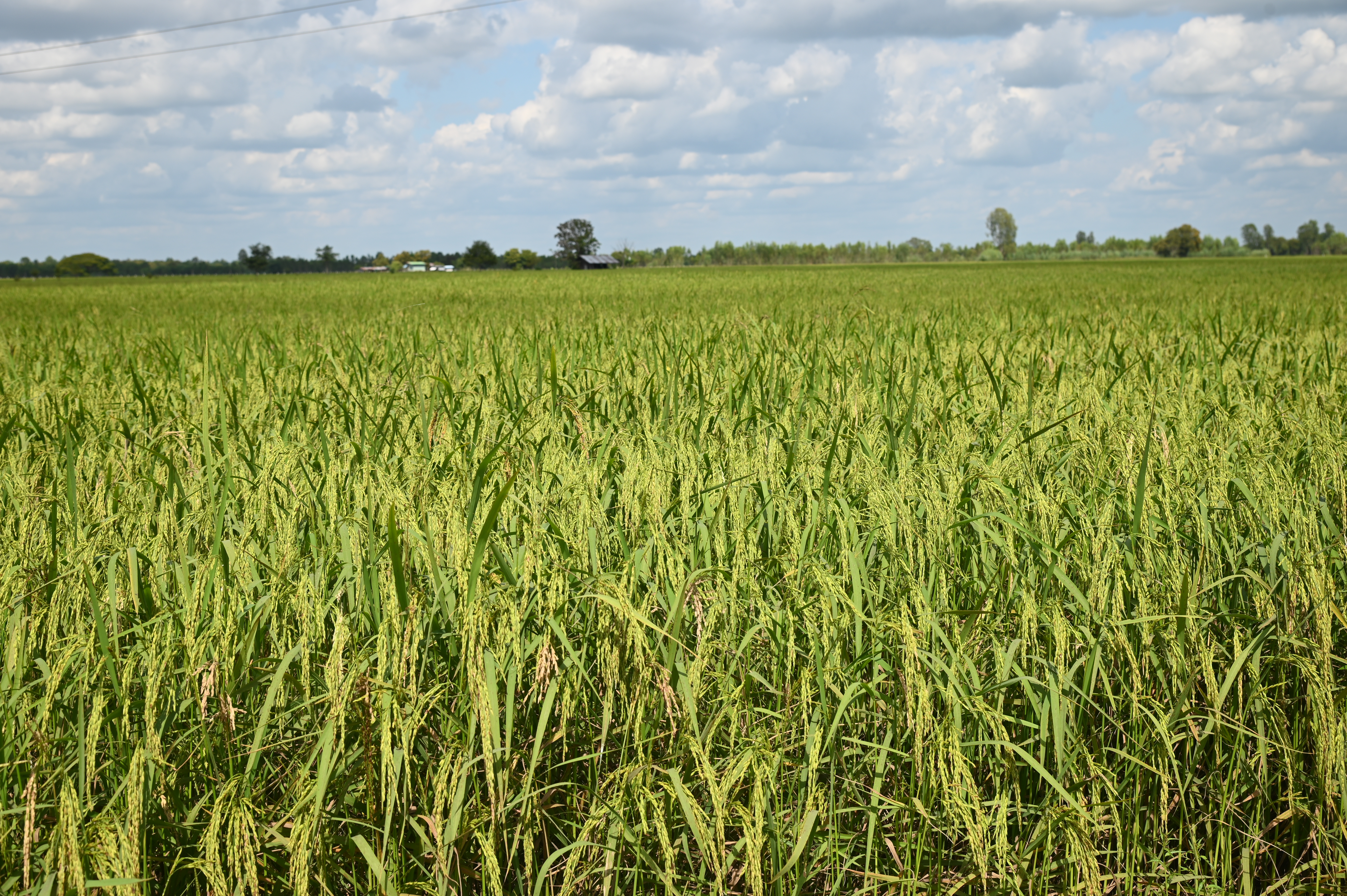 ข่าวเลขที่ 14/2569 พาณิชย์ เร่งประสานสหกรณ์รับซื้อข้าวเหนียวเชียงรายต่อเนื่อง คุมเข้มรับซื้อห้ามกดราคา ระดมตรวจเครื่องชั่ง–วัดความชื้น พบเอาเปรียบเกษตรกรดำเนินคดีเด็ดขาด (21 ตุลาคม 2568)